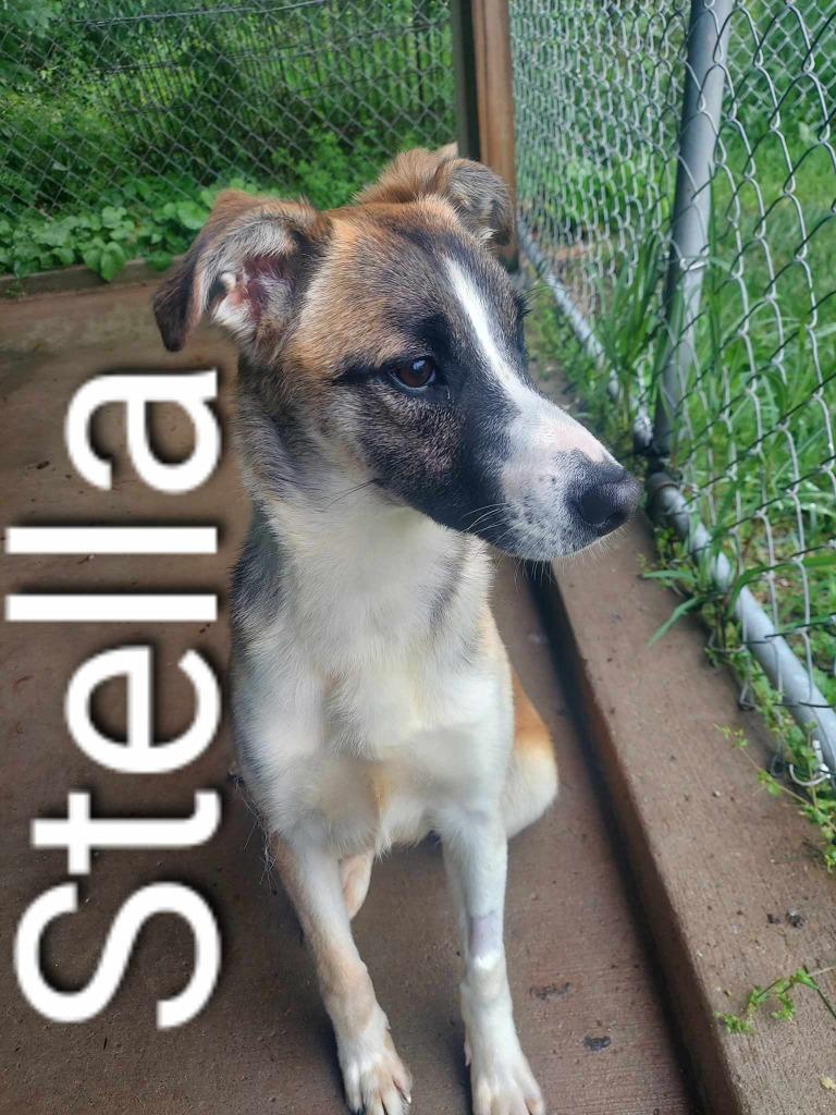 Stella, Adoptable, Young Female Shepherd & Mixed Breed.