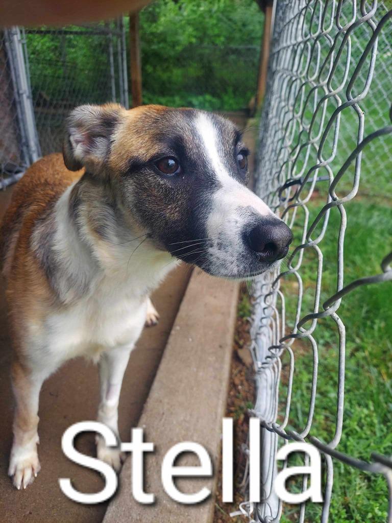 Enlarge Stella, a Adoptable mixed breed in Kendallville, IN image 2/3