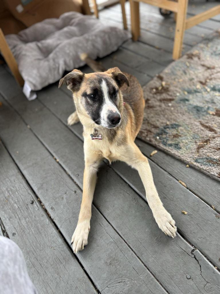 Enlarge Stella, a Adoptable mixed breed in Kendallville, IN image 3/3