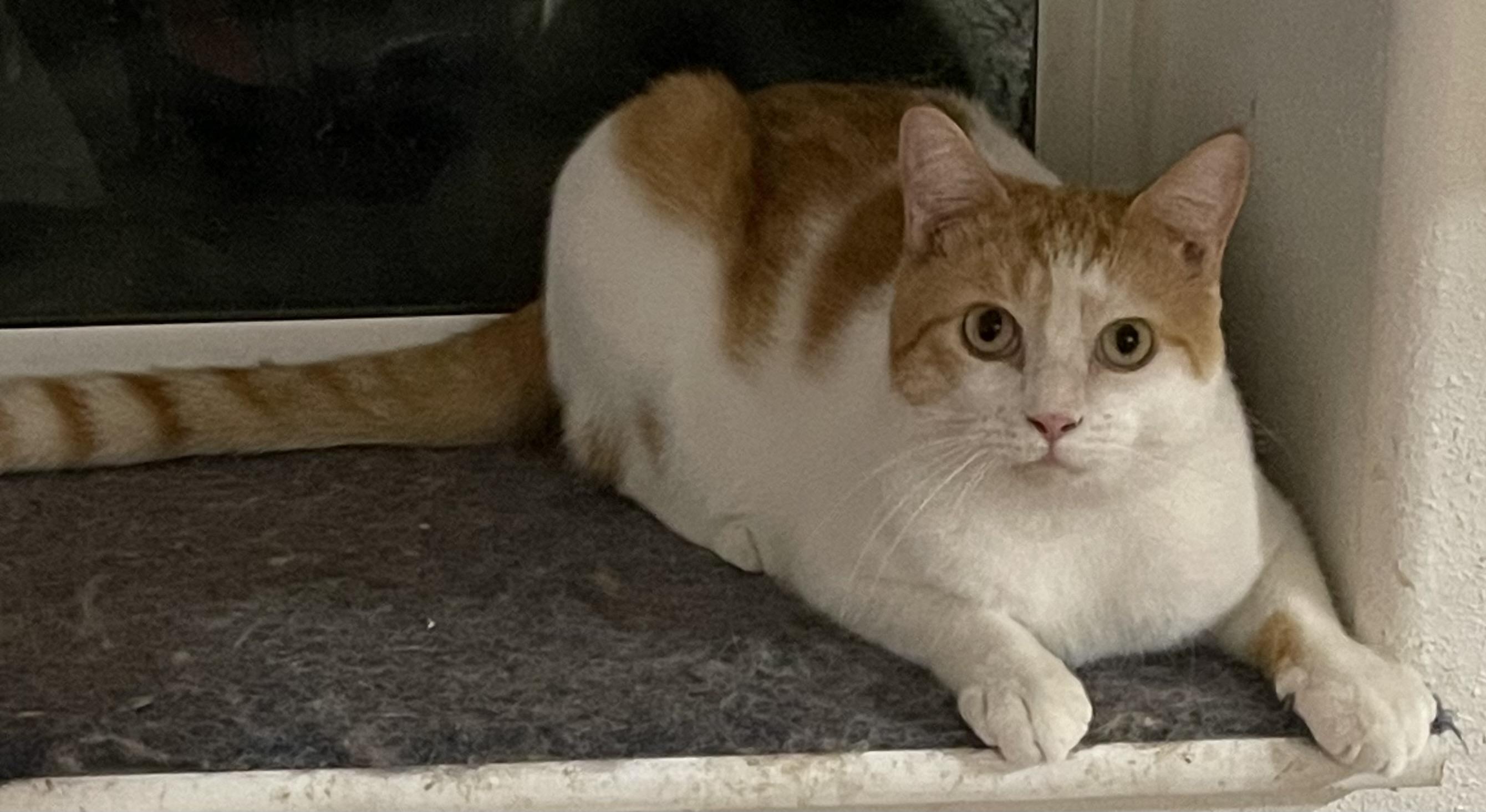 Charlie, Adopted, Adult Male Domestic Short Hair.