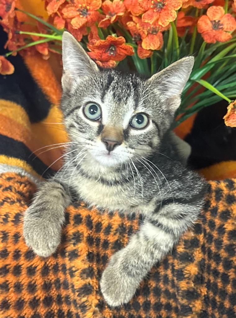 5/1/26 Tulio, Adoptable, Kitten Male Domestic Short Hair.