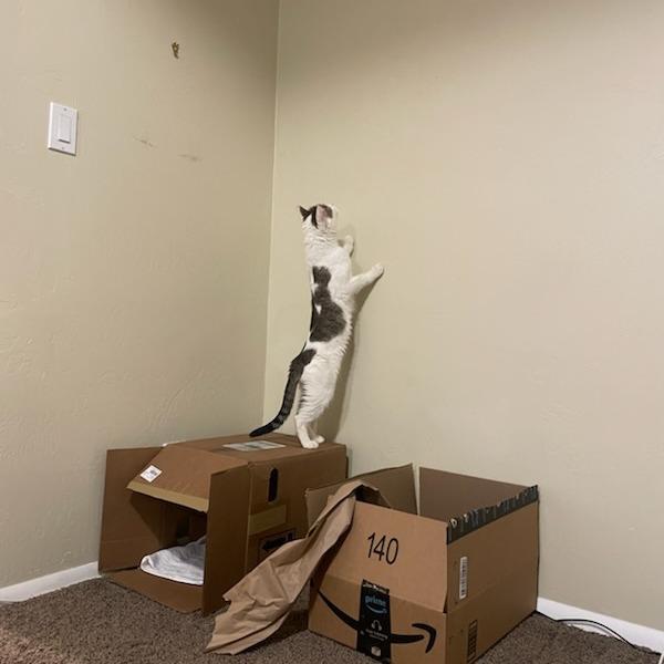 Aspen, a Adoptable Domestic Short Hair in Murray, UT image 1/6