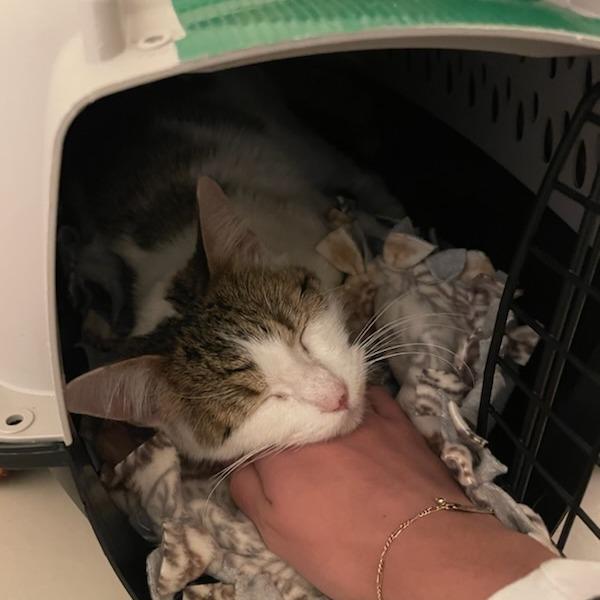 Aspen, a Adoptable Domestic Short Hair in Murray, UT image 2/6