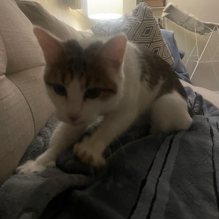 Aspen, a Adoptable Domestic Short Hair in Murray, UT image 3/6