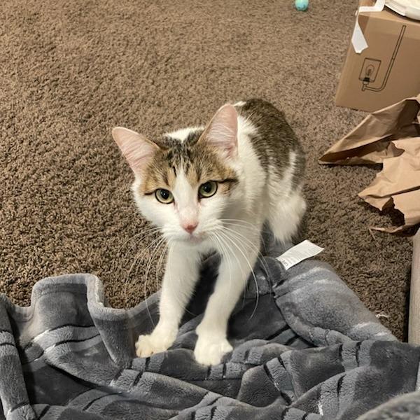 Aspen, a Adoptable Domestic Short Hair in Murray, UT image 4/6