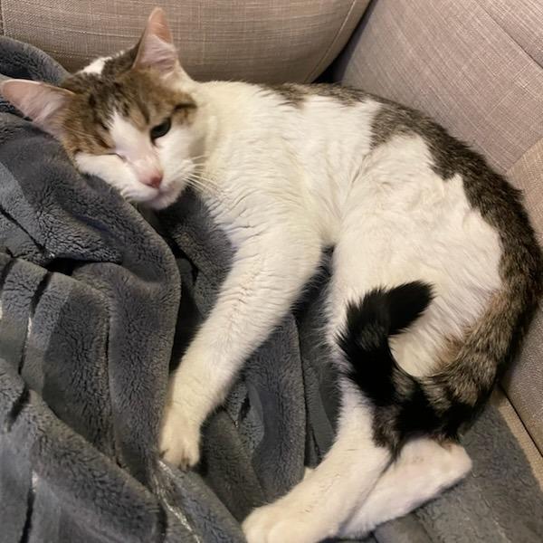 Aspen, a Adoptable Domestic Short Hair in Murray, UT image 5/6