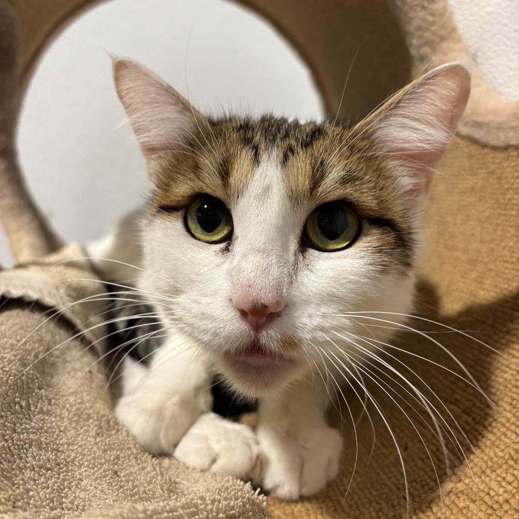 Aspen, a Adoptable Domestic Short Hair in Murray, UT image 6/6