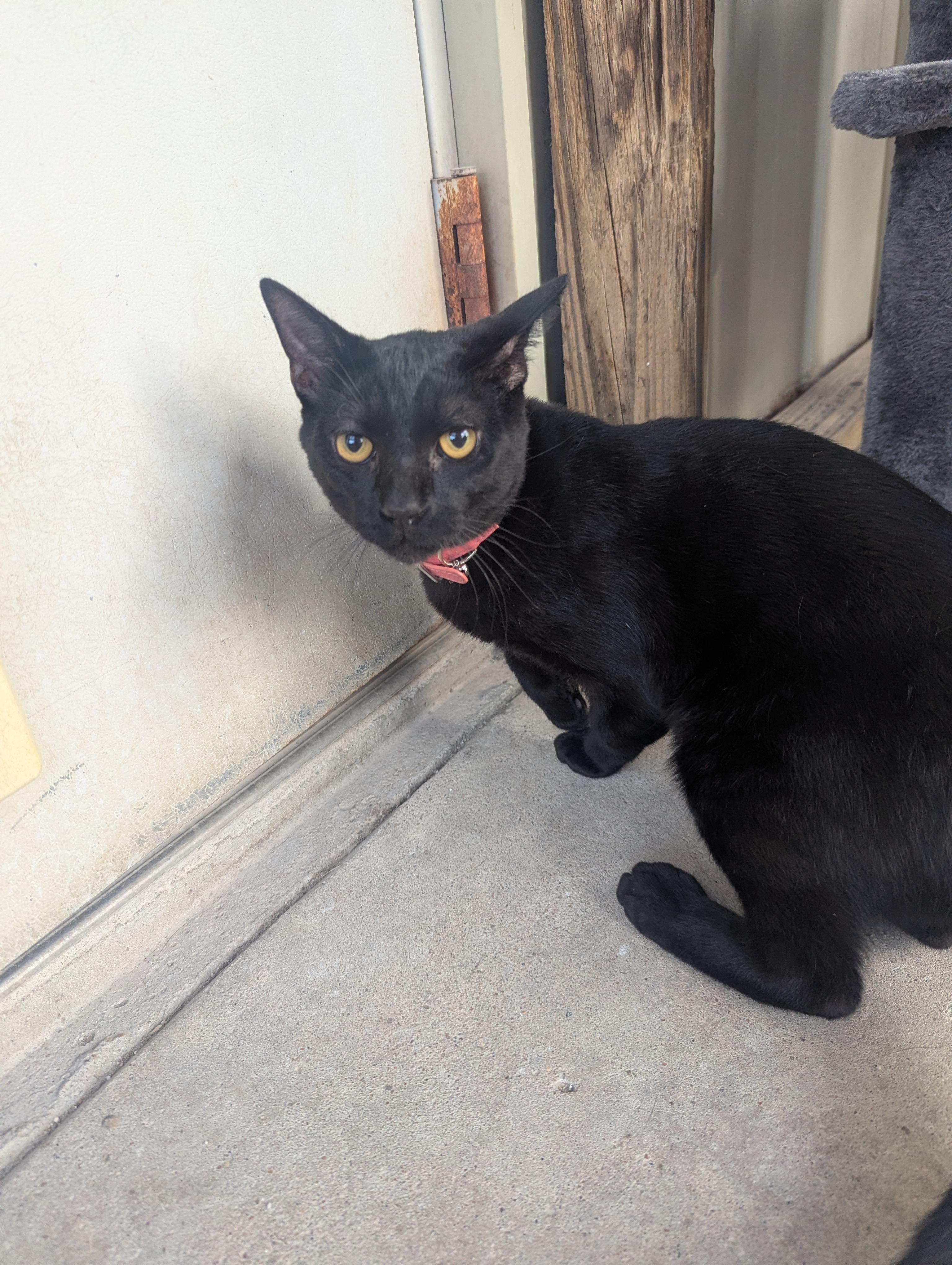 Shadow, Adopted, Kitten Male Domestic Short Hair.