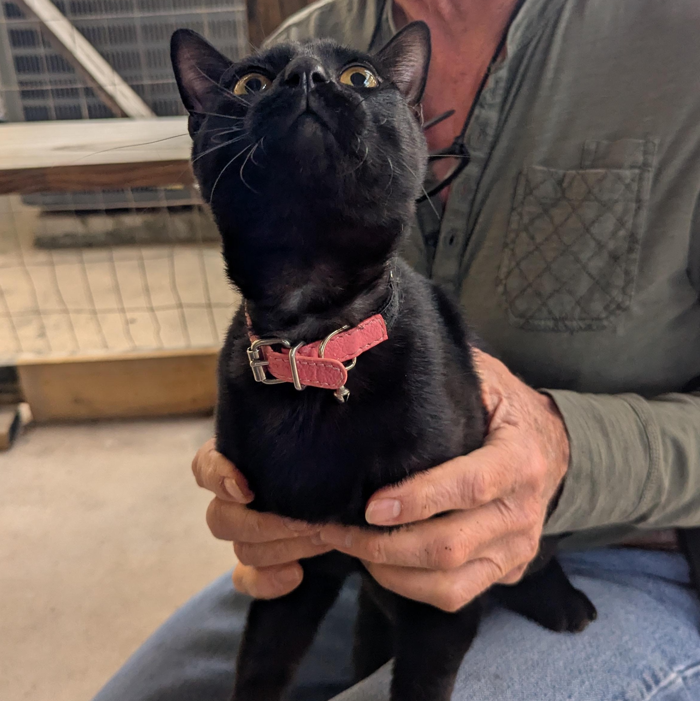 Enlarge Shadow, a Adopted Domestic Short Hair in Lago Vista, TX image 2/4
