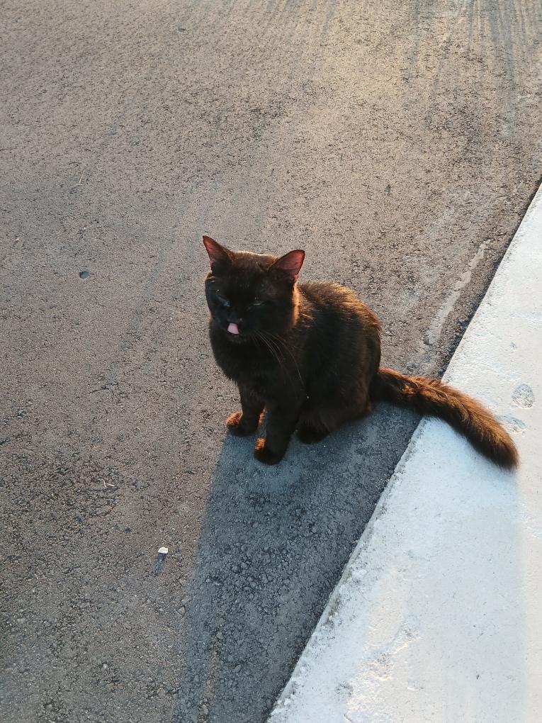 Winky - Foster needed (or adopter)