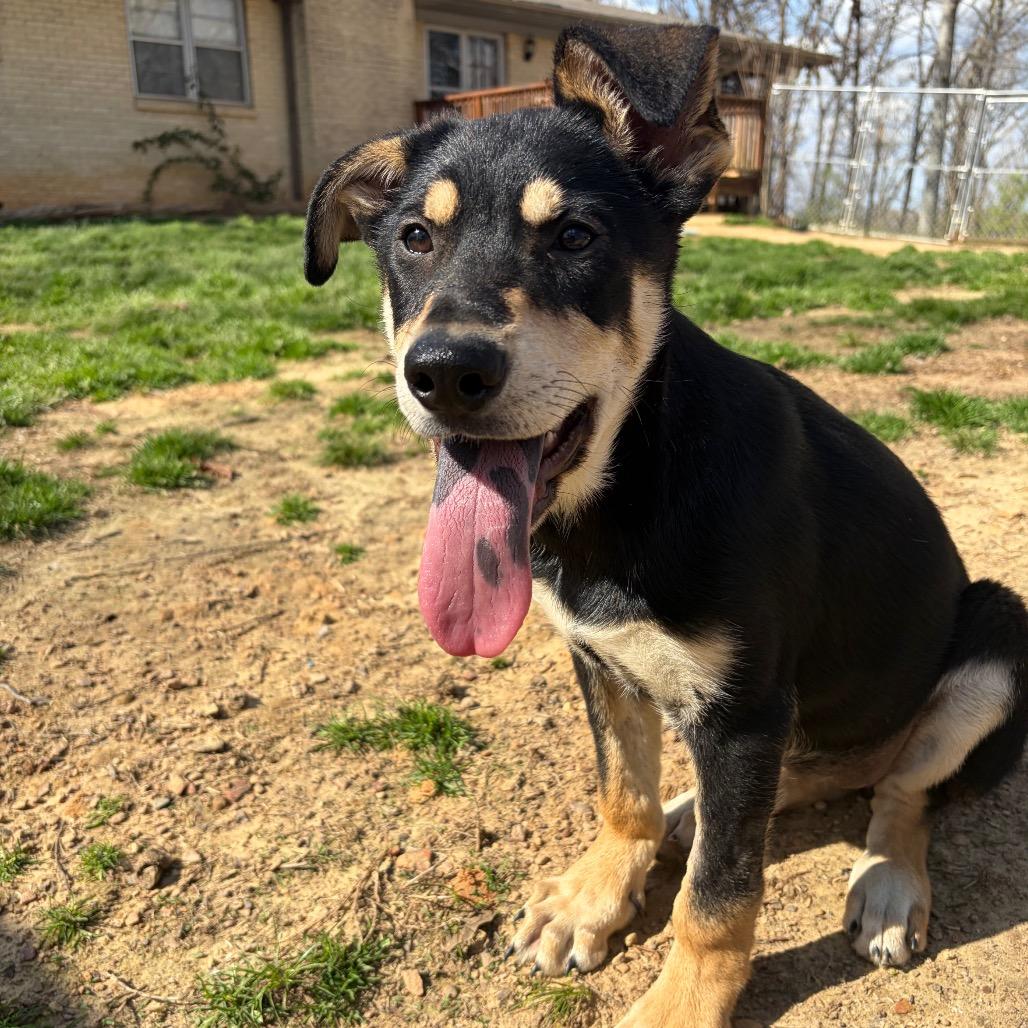 Tofu — thumbnail 2