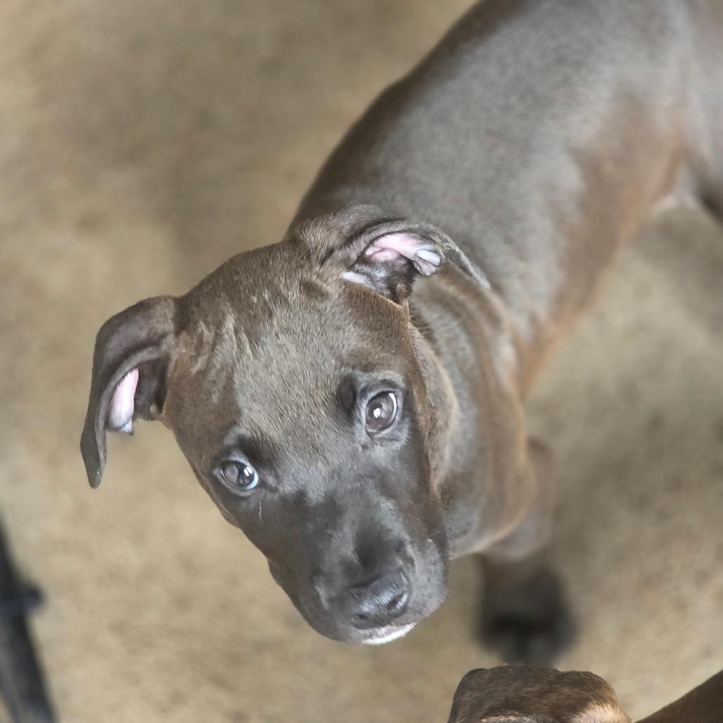 Goldfish, Adoptable, Puppy Male Pit Bull Terrier & Mixed Breed.