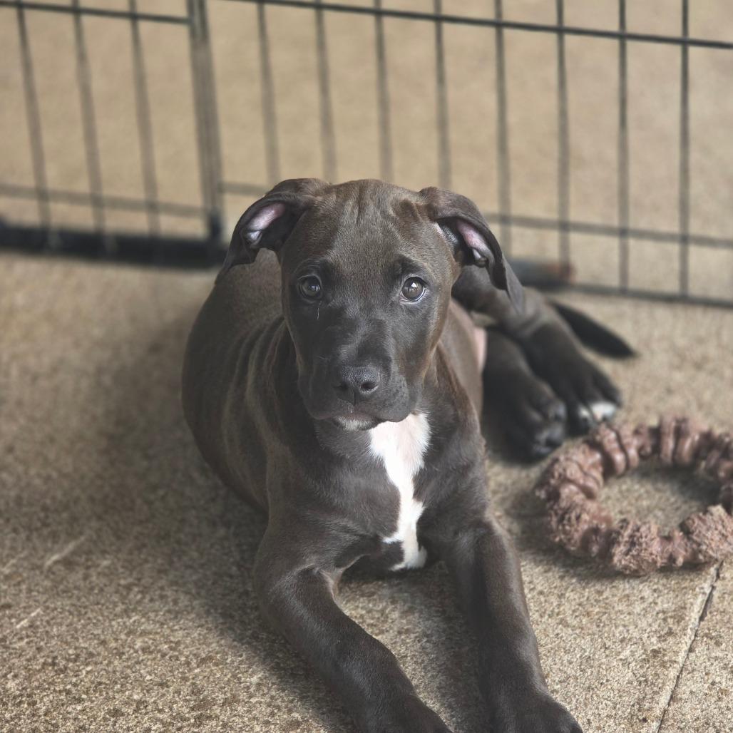 Goldfish, a Adoptable mixed breed in Huntsville, AL image 2/3