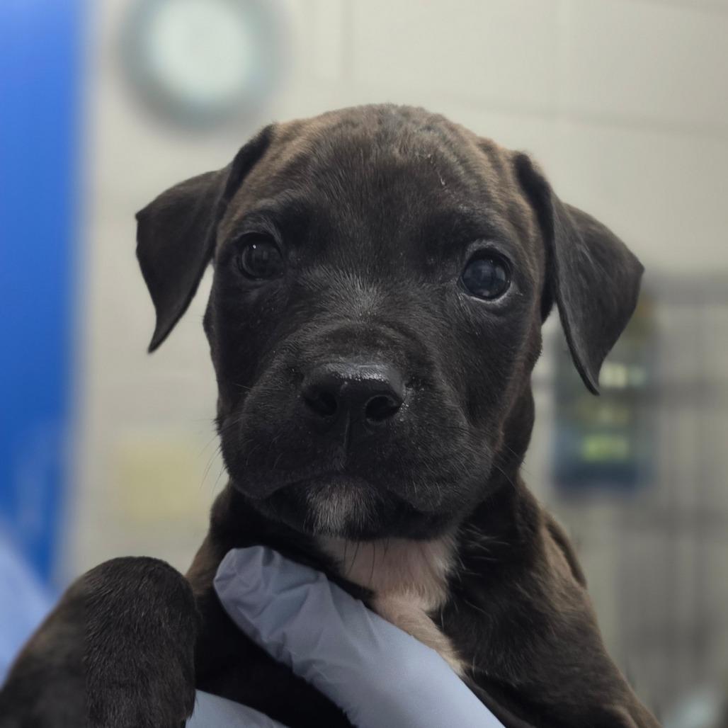 Goldfish, a Adoptable mixed breed in Huntsville, AL image 3/3