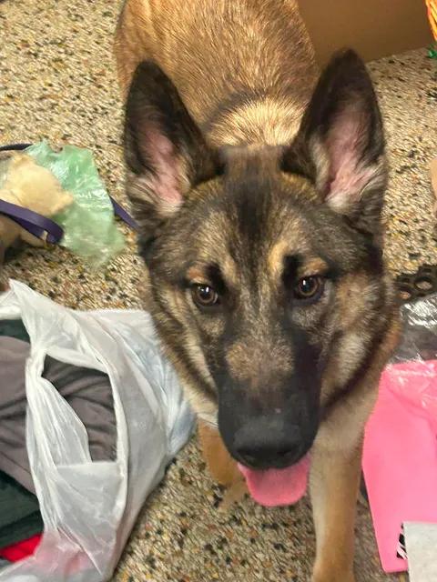 Enlarge Hopper, a ADOPTABLE mixed breed in Urbana, IL image 2/2