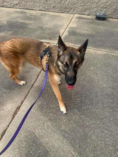 Enlarge Hopper, a ADOPTABLE mixed breed in Urbana, IL image 1/2