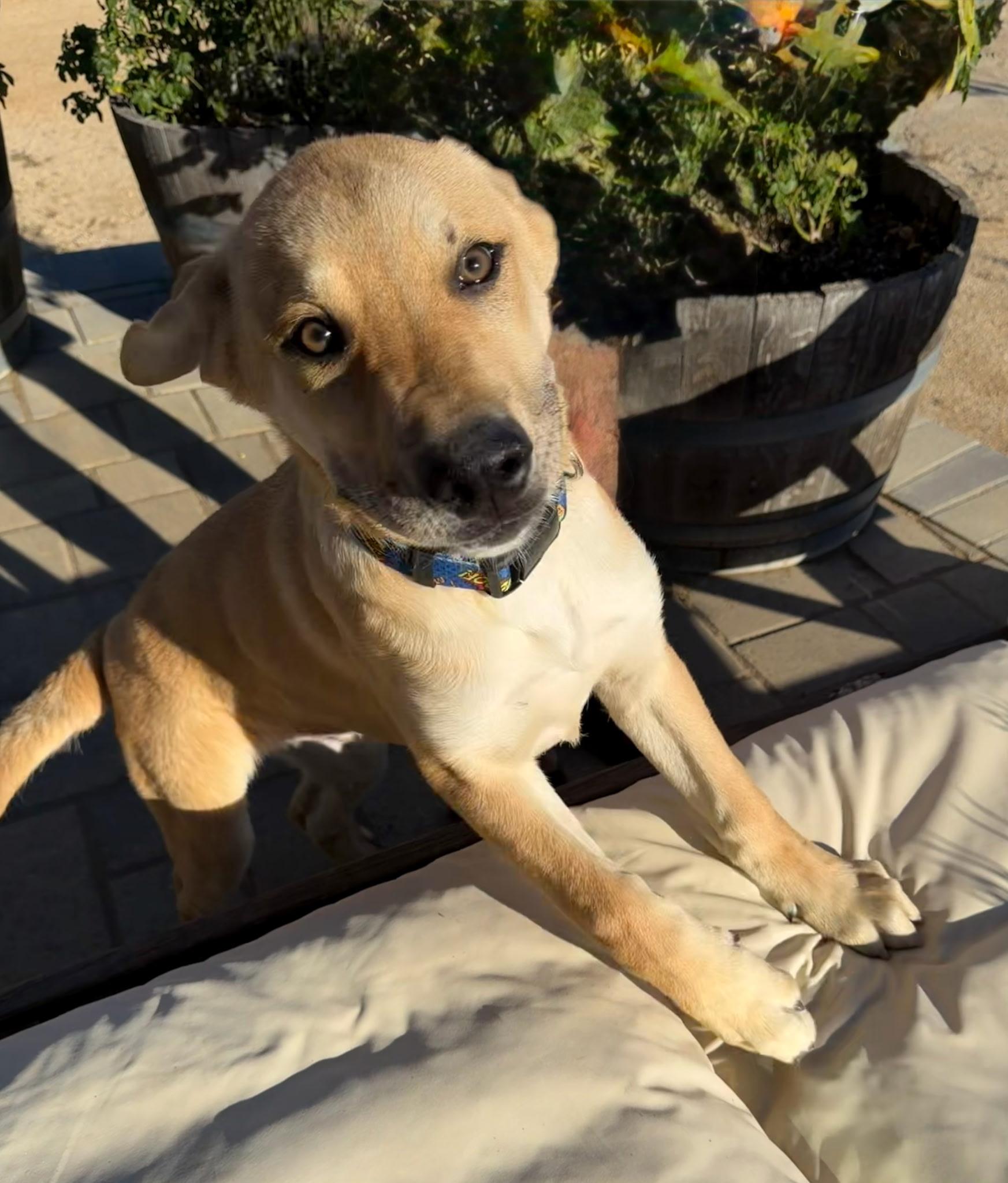 Enlarge Teddy, a Adoptable mixed breed in Putnam, CT image 1/5
