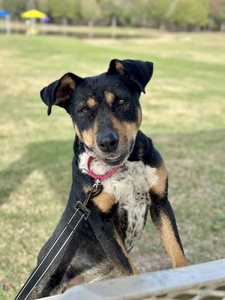 Topanga π, Adoptable, Adult Female Australian Cattle Dog / Blue Heeler.