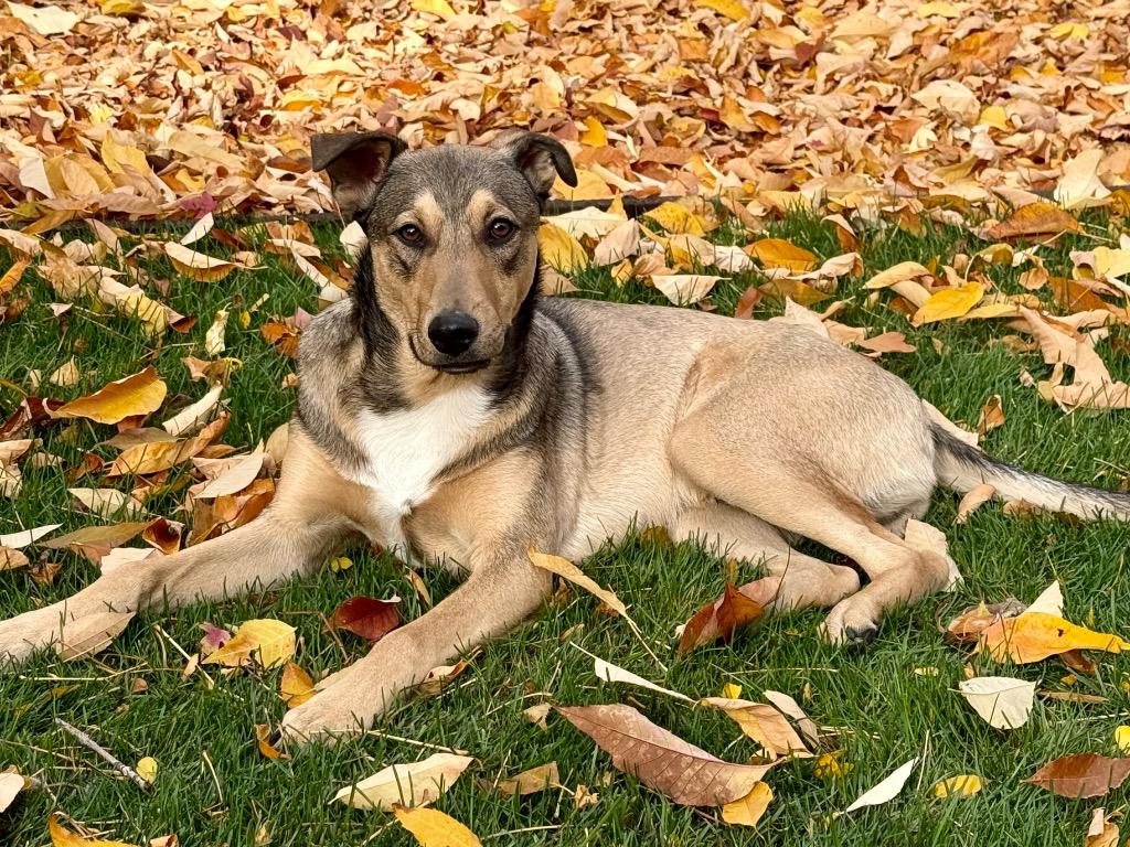 Ullr, a Adoptable mixed breed in Fort Lupton, CO image 1/2