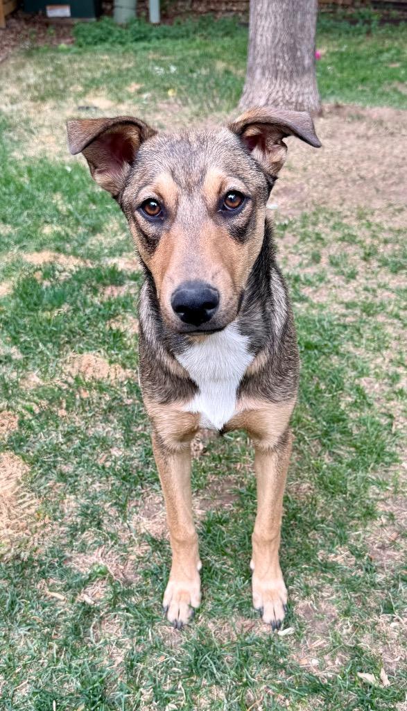 Enlarge Ullr, a Adoptable mixed breed in Fort Lupton, CO image 1/3