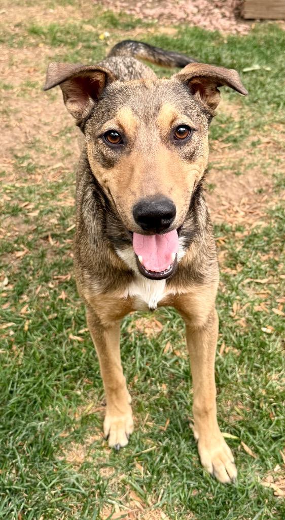 Enlarge Ullr, a Adoptable mixed breed in Fort Lupton, CO image 2/3