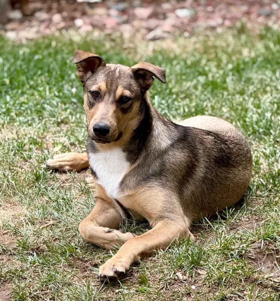 Enlarge Ullr, a Adoptable mixed breed in Fort Lupton, CO image 3/3
