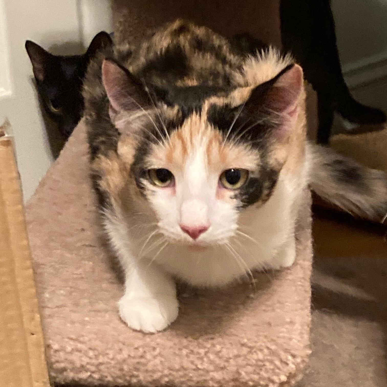 Enlarge SMORES, a Adoptable mixed breed in Watkinsville, GA image 3/5