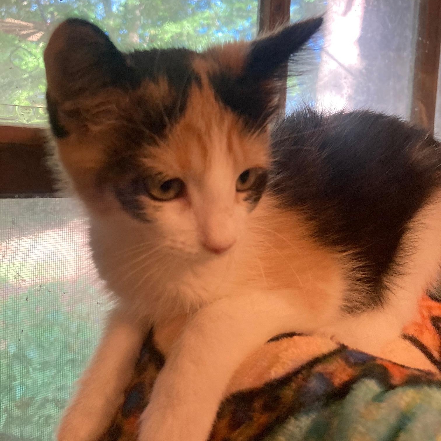 Enlarge SMORES, a Adoptable mixed breed in Watkinsville, GA image 4/5
