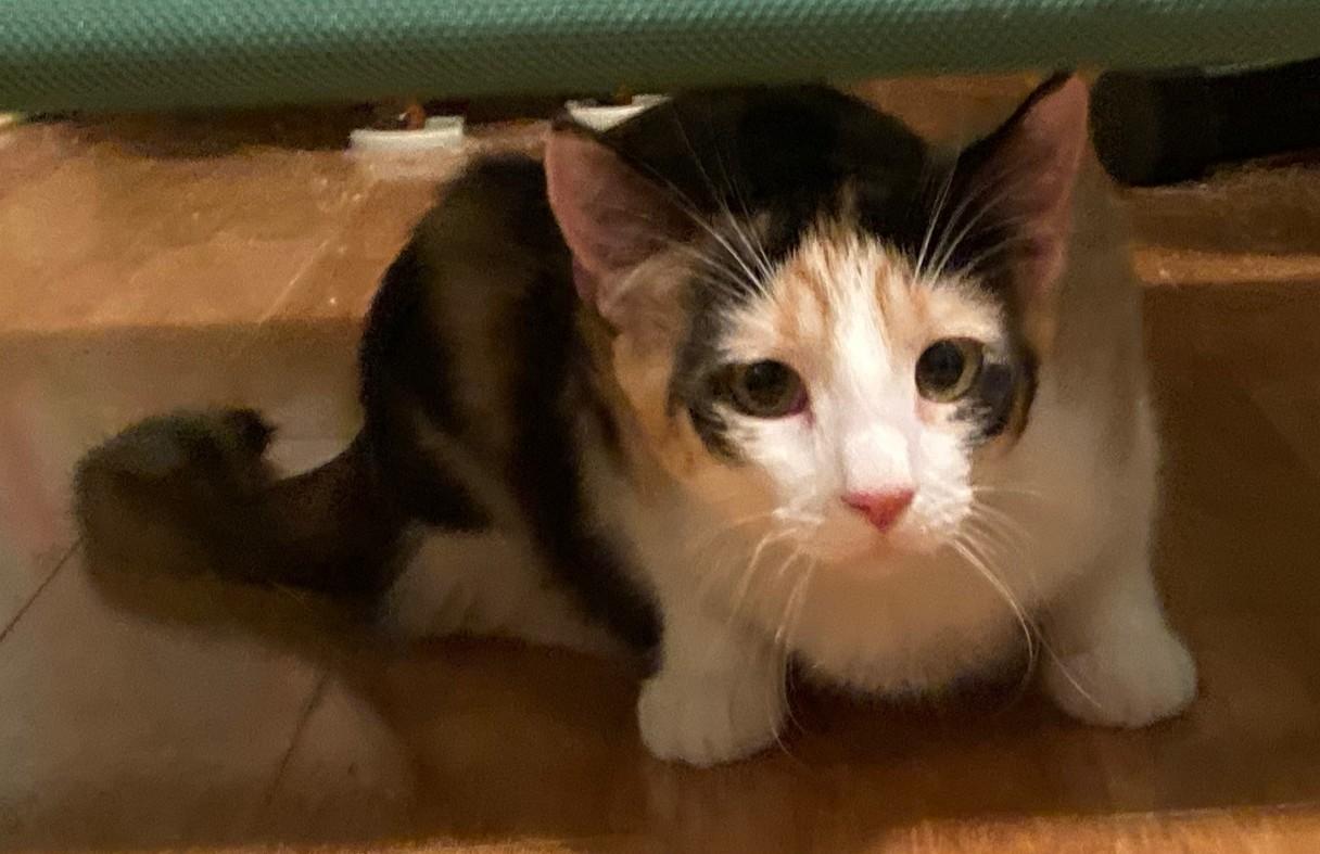 SMORES, Adoptable, Kitten Female Calico.