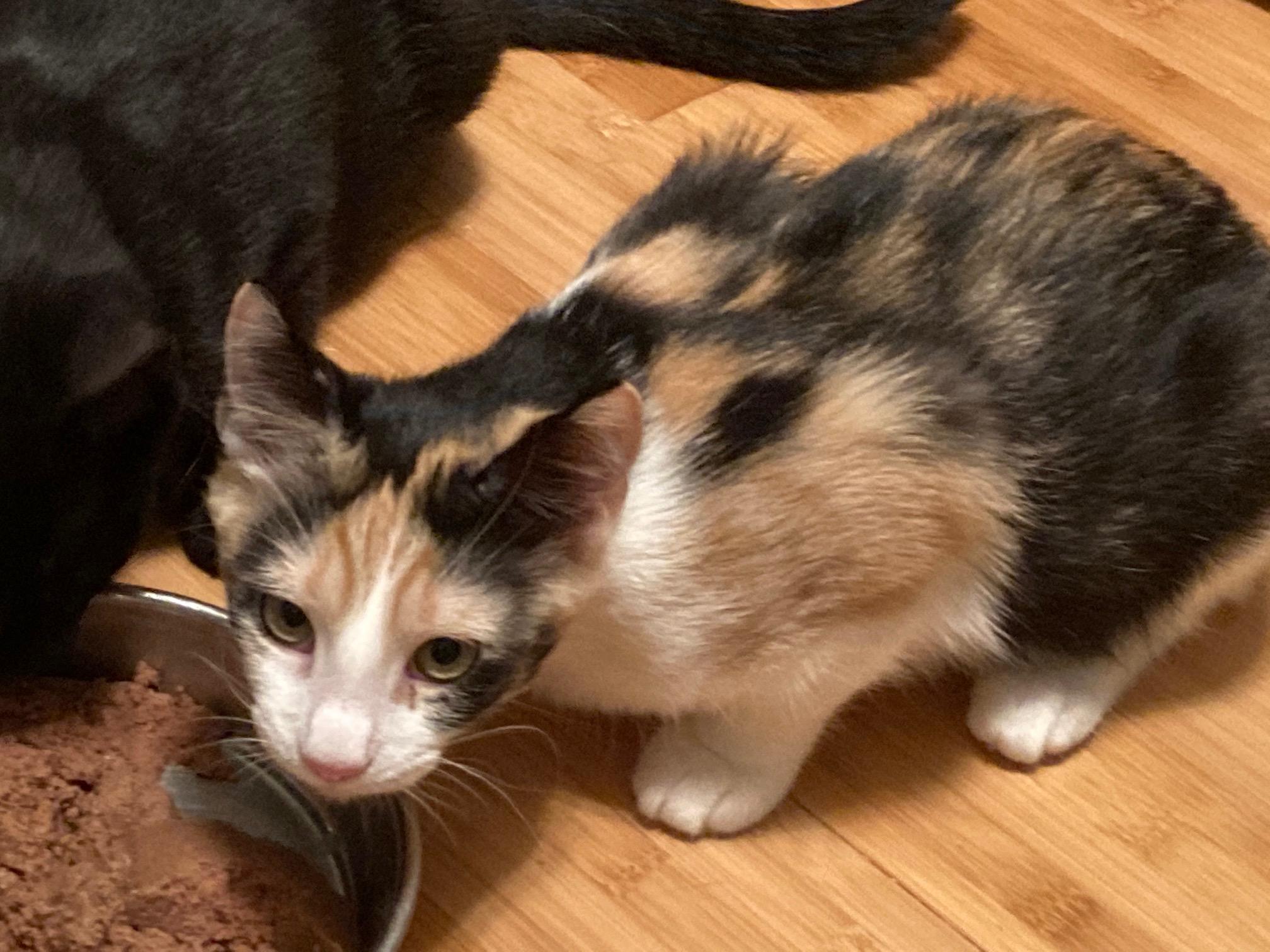 Enlarge SMORES, a Adoptable mixed breed in Watkinsville, GA image 2/5