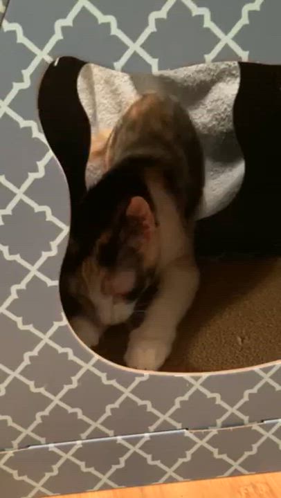 Enlarge SMORES, a Adoptable mixed breed in Watkinsville, GA video 5/5