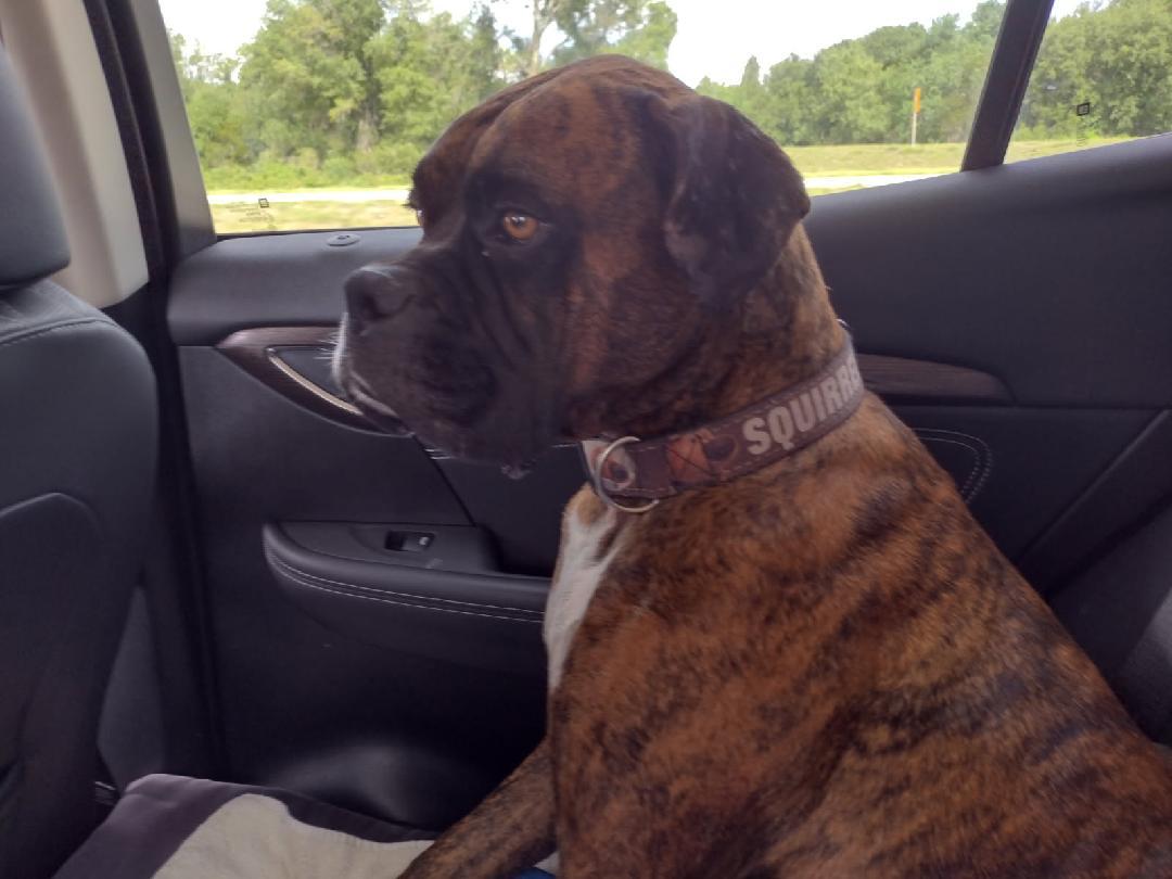 Enlarge Bowser F25-019ra, a Adoptable Boxer in Crestview, FL image 1/3