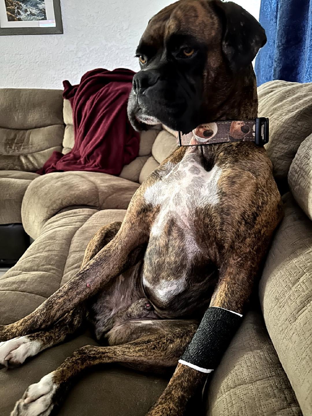 Enlarge Bowser F25-019ra, a Adoptable Boxer in Crestview, FL image 3/3