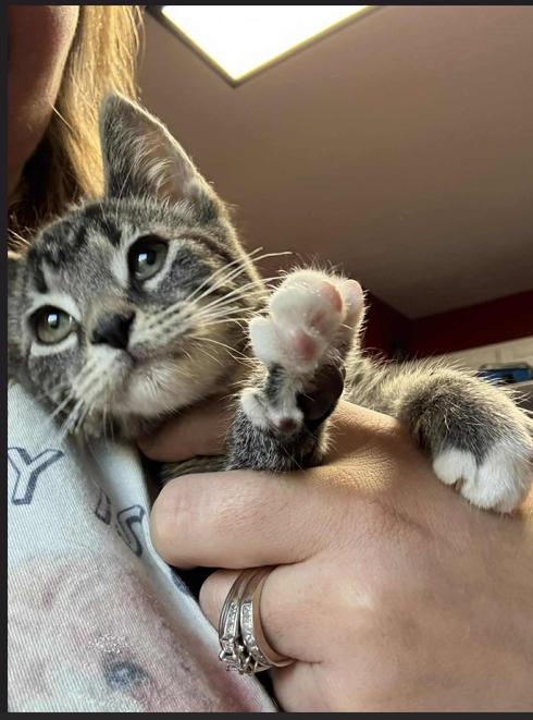 Agnes, Adoptable, Kitten Female Domestic Short Hair.