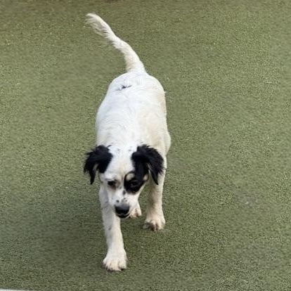 Tilbury, an adoptable Terrier in cheyenne, WY, 82009 | Photo Image 5