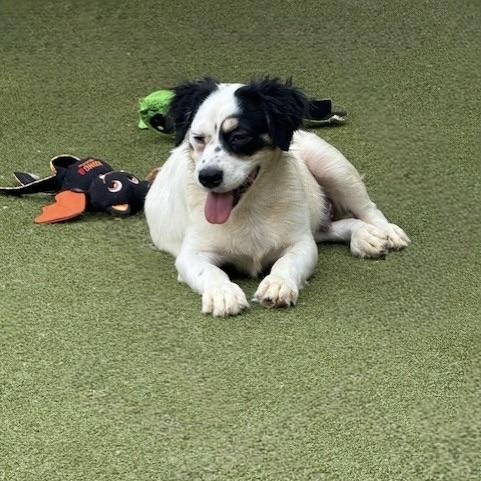 Tilbury, an adoptable Terrier in cheyenne, WY, 82009 | Photo Image 4