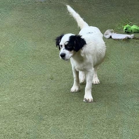 Tilbury, an adoptable Terrier in cheyenne, WY, 82009 | Photo Image 3