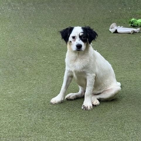 Tilbury, an adoptable Terrier in cheyenne, WY, 82009 | Photo Image 6