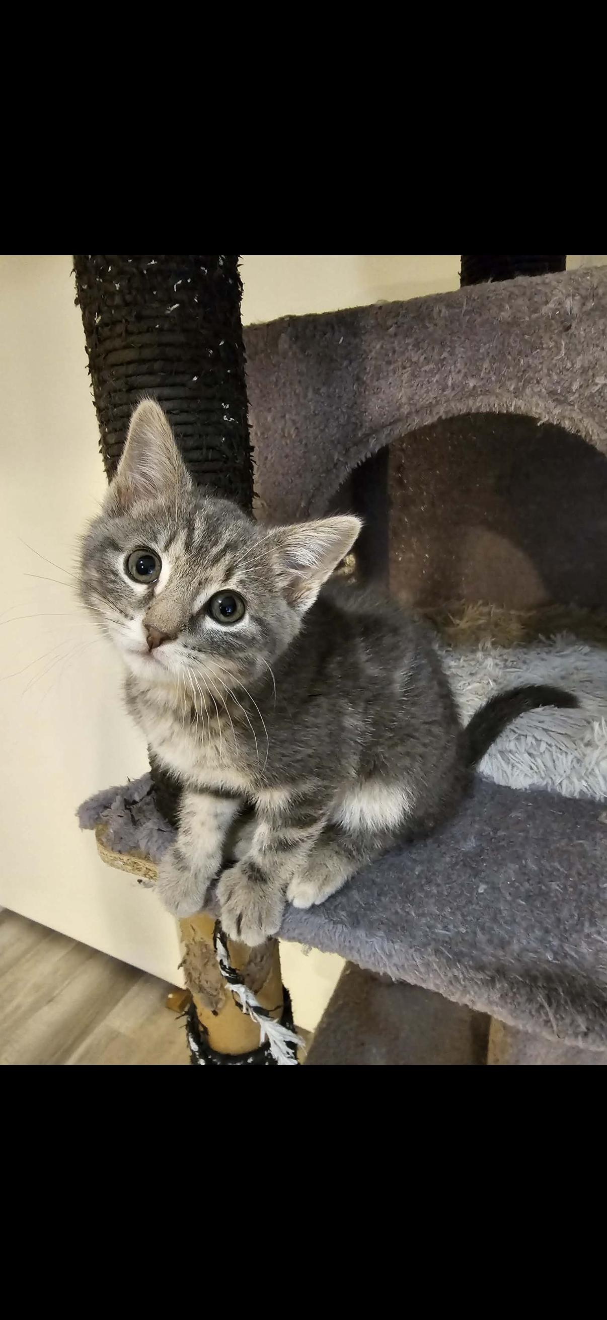 Enlarge Bug, a ADOPTABLE mixed breed in Omaha, NE image 2/4