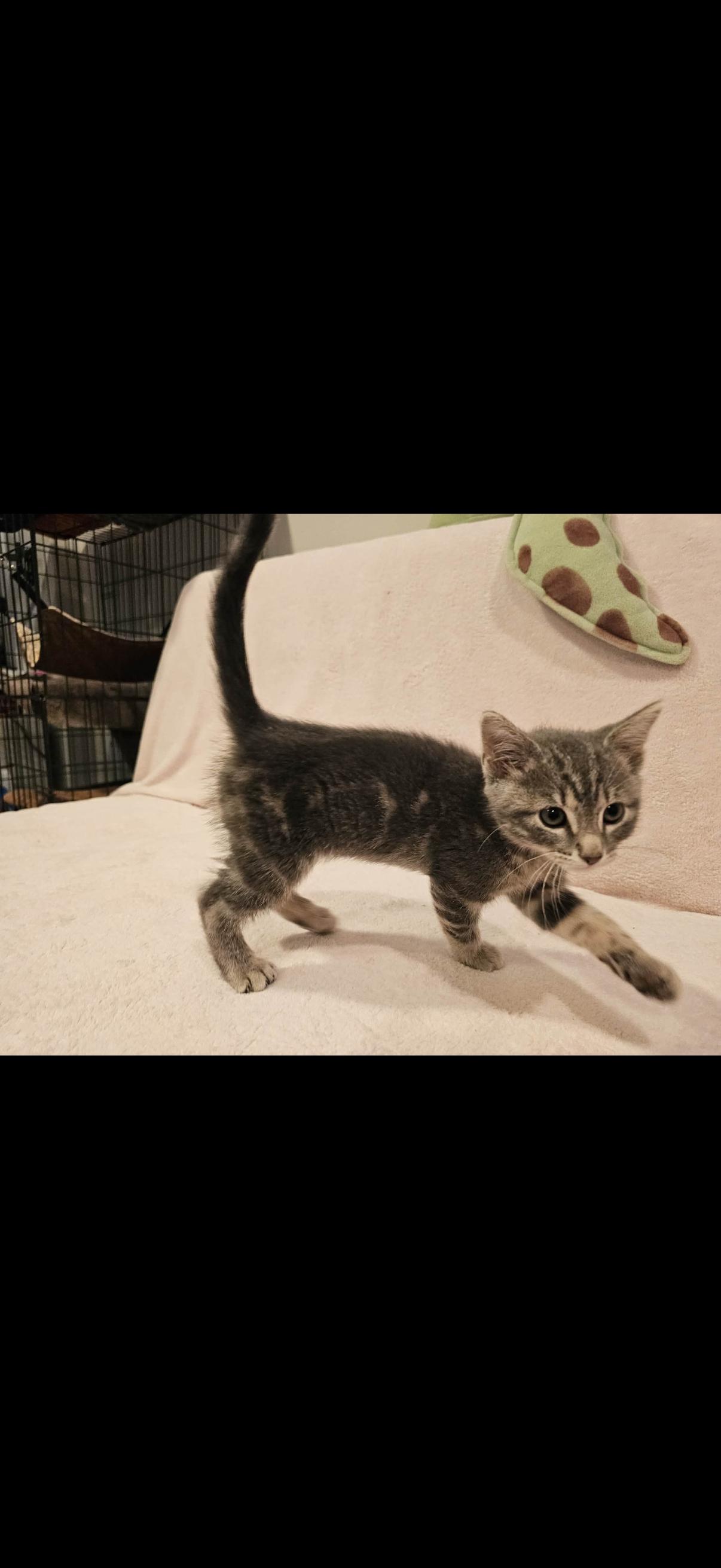 Bug, ADOPTABLE, Kitten Male Domestic Short Hair & Tabby.