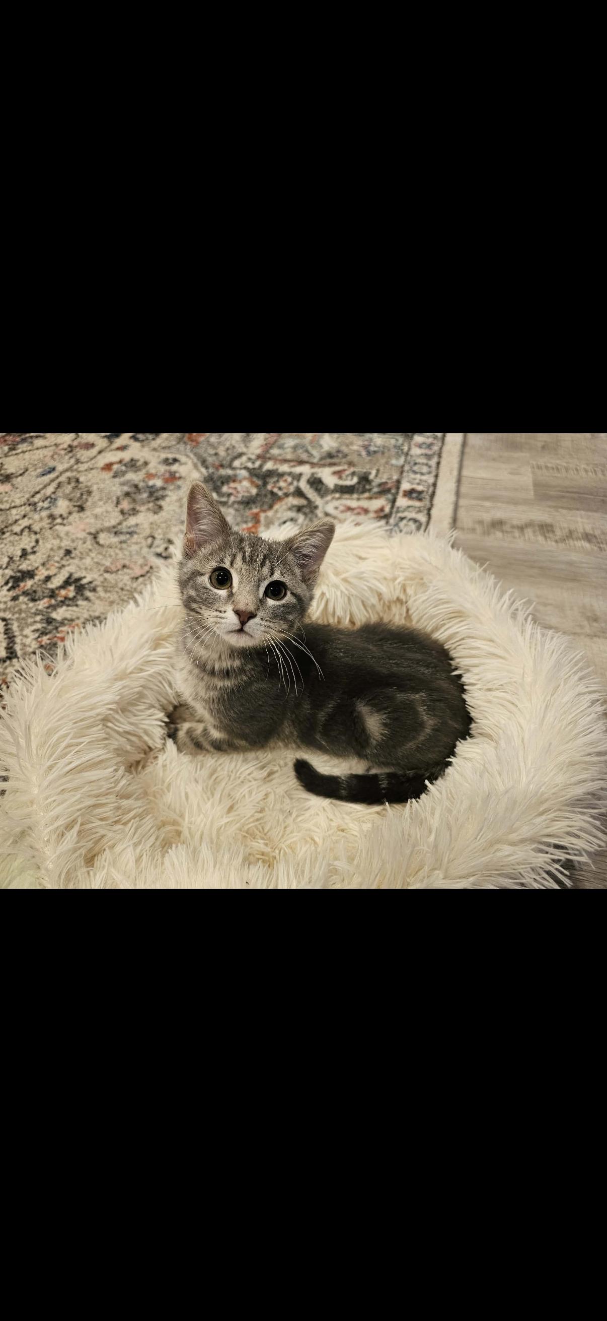 Enlarge Bug, a ADOPTABLE mixed breed in Omaha, NE image 3/4