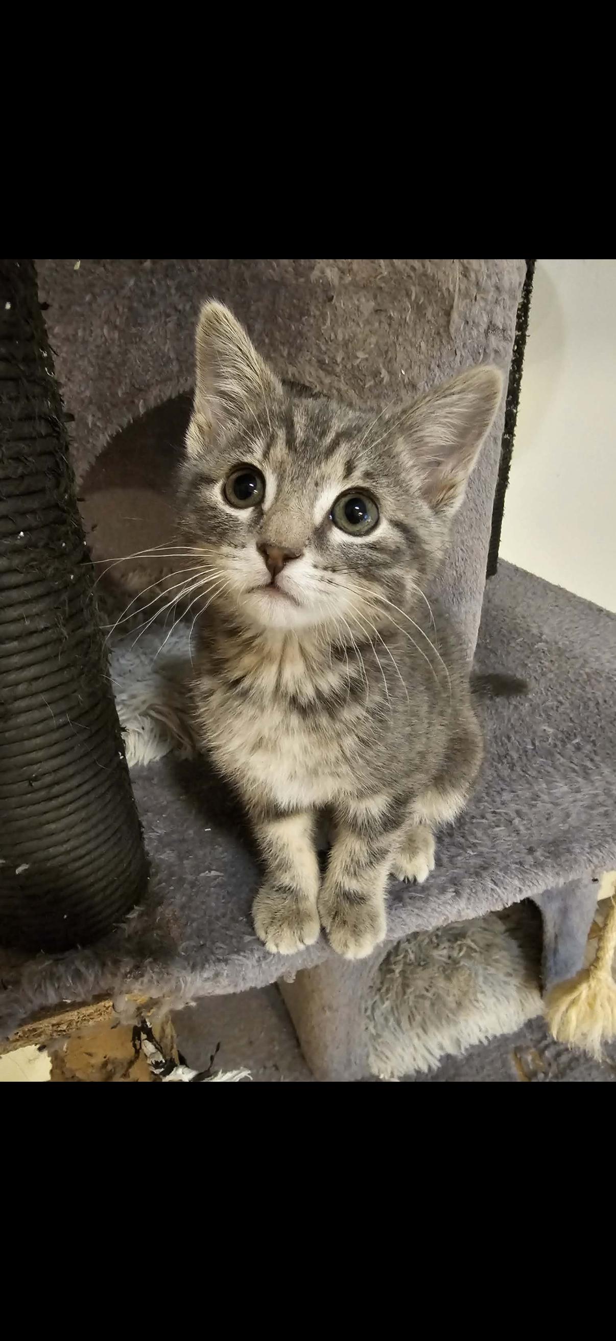 Enlarge Bug, a ADOPTABLE mixed breed in Omaha, NE image 4/4