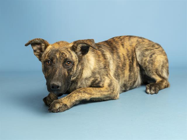 MARCELINE, Adoptable, Young Female Hound & Mixed Breed.