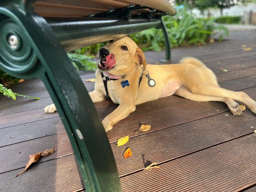 Enlarge Lia, a Adopted mixed breed in Sunnyvale, CA image 1/5