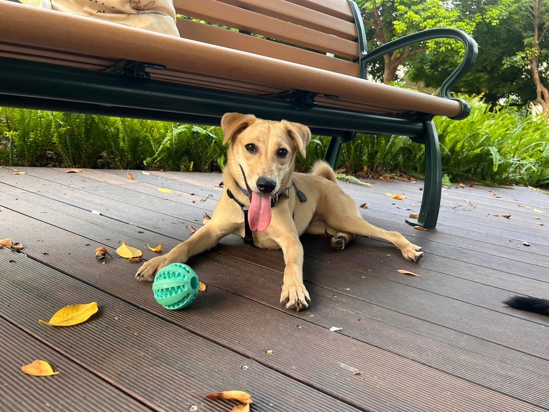 Enlarge Lia, a Adopted mixed breed in Sunnyvale, CA image 2/5