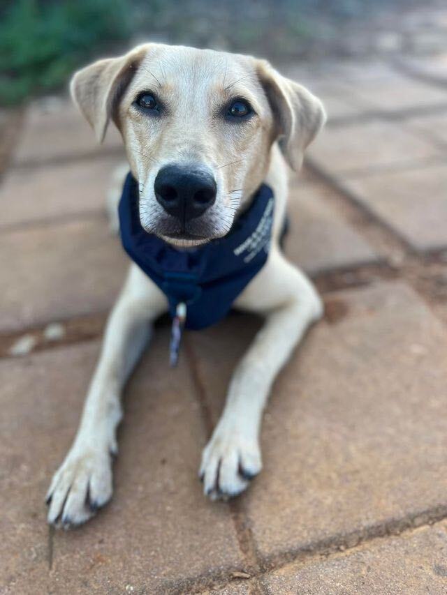 Enlarge Lia, a Adopted mixed breed in Sunnyvale, CA image 3/5