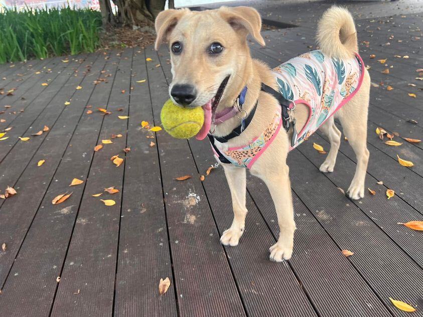 Enlarge Lia, a Adopted mixed breed in Sunnyvale, CA image 4/5