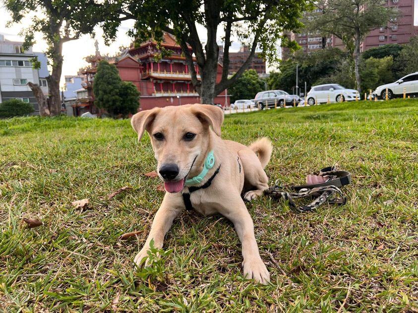 Enlarge Lia, a Adopted mixed breed in Sunnyvale, CA image 5/5