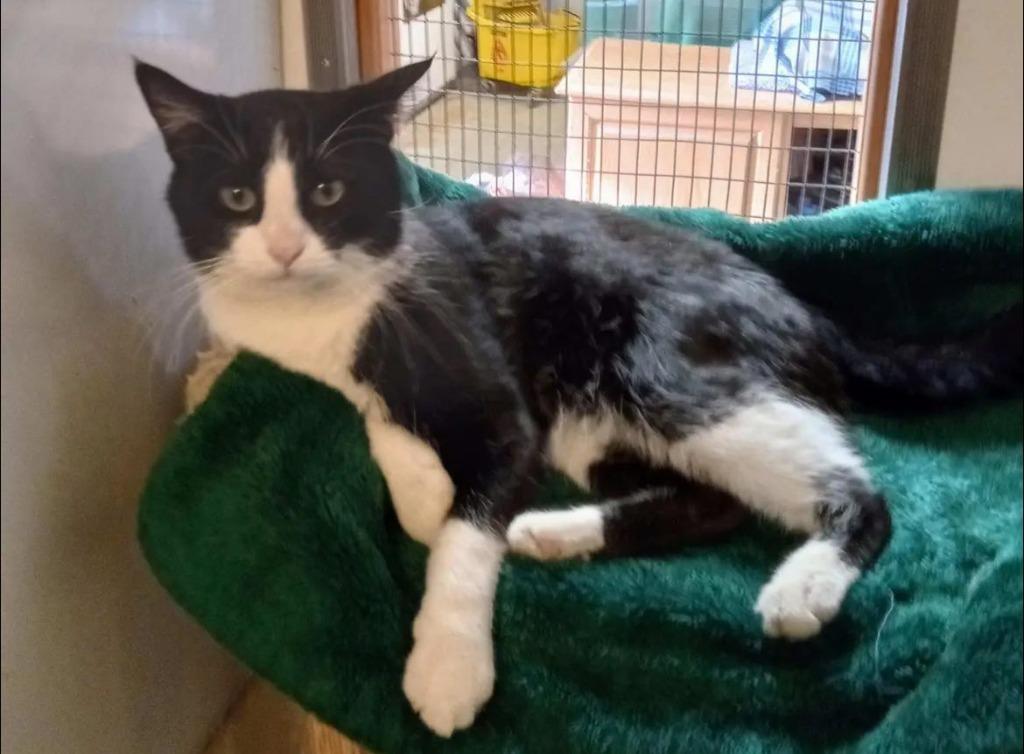 Enlarge Oscar, a Adoptable mixed breed in Buffalo, MO image 1/1