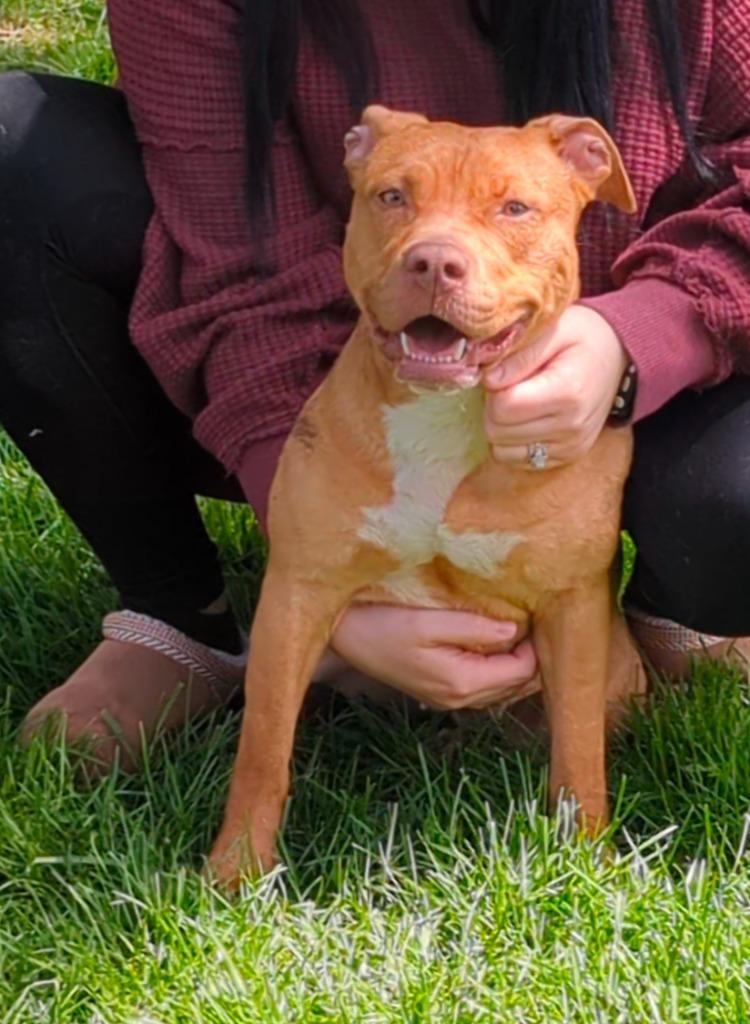 Sugar, Adopted, Young Female American Bulldog.